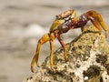 Sally lightfoot crab Grapsus grapsus, on a rock in Bonaire Royalty Free Stock Photo